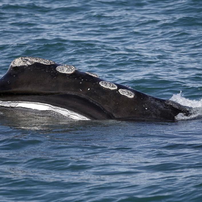 Fishermen hire Bush-era official in challenge to whale laws